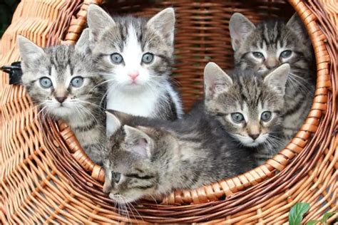 animals that are similar to cats